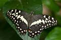 083 Afrikanischer Schwalbenschwanz - Papilio demedocus